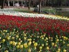 赏花