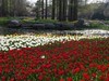 赏花