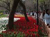 赏花