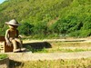 麦收季节