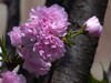 樱花大放