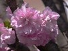 樱花大放