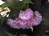樱花大放