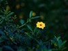 西安洨河公园的小花