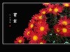 万紫千红的小菊花