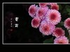 万紫千红的小菊花