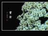 万紫千红的小菊花