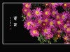 万紫千红的小菊花