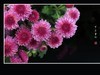 万紫千红的小菊花