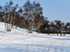 春节乌兰布统塞罕坝之行 及路上所见（七）