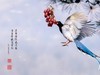 杂拍几张