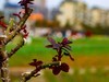 春芽