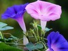 再拍牵牛花