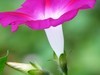 再拍牵牛花