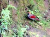 赤尾噪鹛鸟