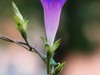 再拍牵牛花