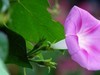 再拍牵牛花