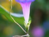 再拍牵牛花