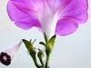再拍牵牛花