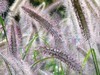 又拍狼尾草