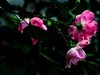 梅桂花随拍