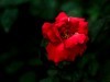 梅桂花随拍
