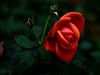 梅桂花随拍
