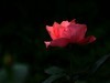 梅桂花随拍