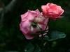 梅桂花随拍