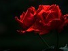 梅桂花随拍