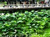 荔湾湖公园（二）