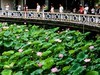 荔湾湖公园（二）