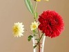 插花艺术--3