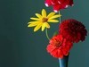 插花艺术--3