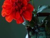 插花艺术--3