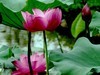 芙蓉仙子舞人间=4