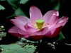 芙蓉仙子舞人间=4