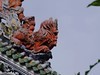 陈家祠（三）