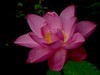 芙蓉仙子舞人间=4