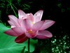 芙蓉仙子舞人间=4