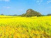 午后油菜花海（二）