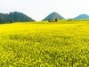 午后油菜花海（二）