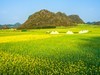 午后油菜花海（二）