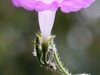 爱拍牵牛花