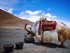 羊湖（圣湖羊卓雍错）
