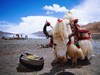 羊湖（圣湖羊卓雍错）