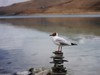 羊湖（圣湖羊卓雍错）