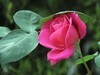 月季花=17