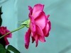月季花=17