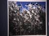 中国写意画作品展